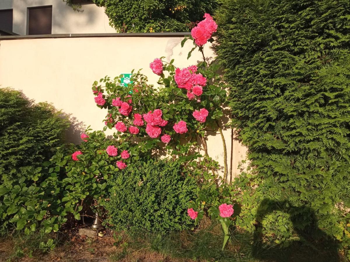 Iwona Hostel - Budget Rooms With Private Bathrooms Sopot Exteriör bild